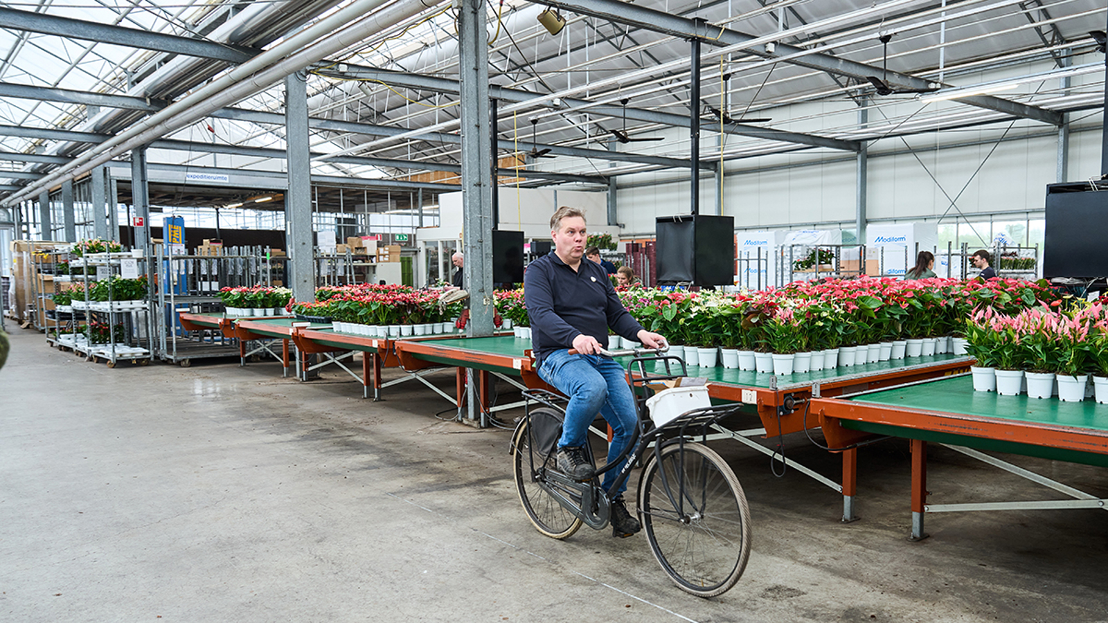 Nederlands bedrijf waar chemievrij en gasvrij anthuriums worden gekweekt. Werknemer verplaatst zich per fiets door het bedrijf.