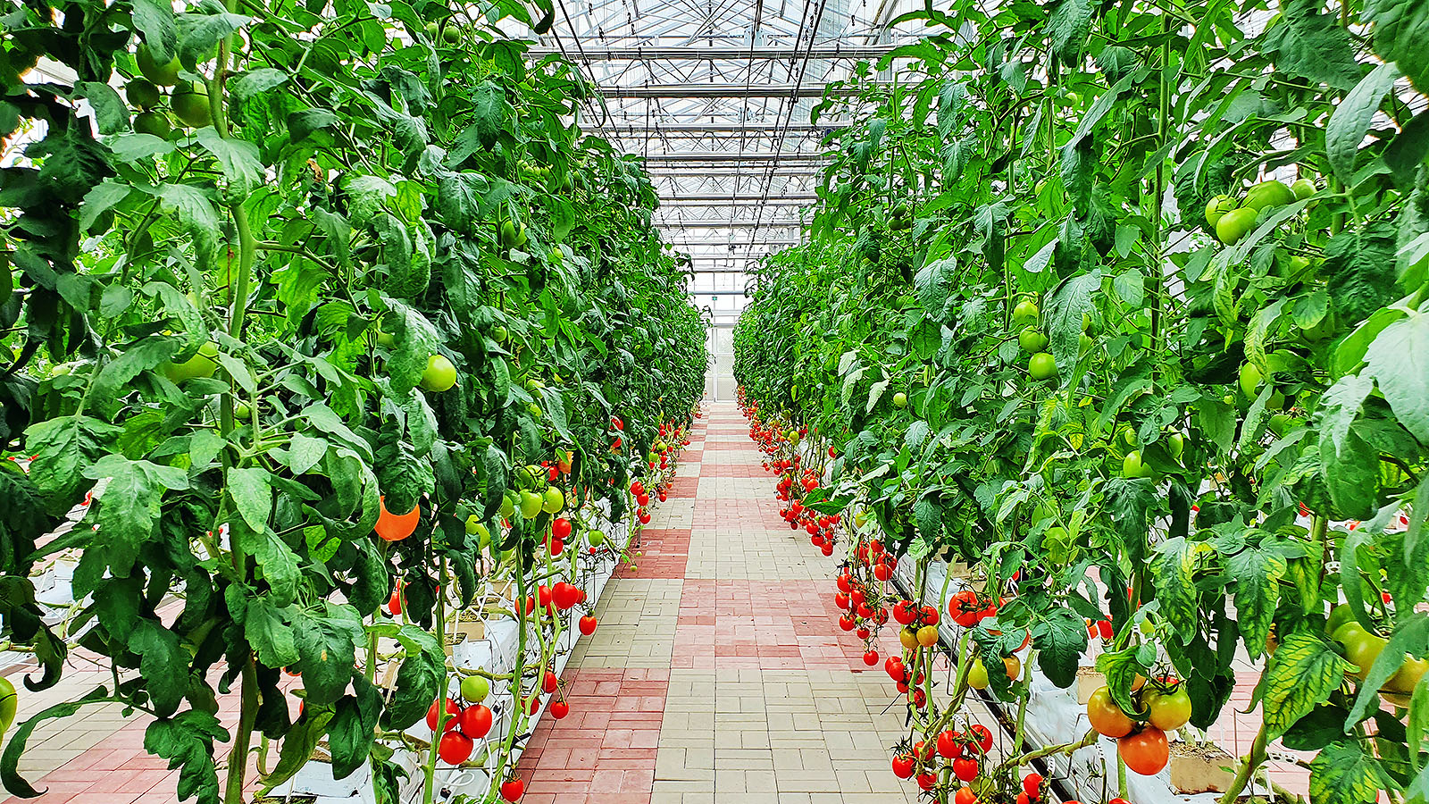Glastuinbouw van tomaten is verduurzaming