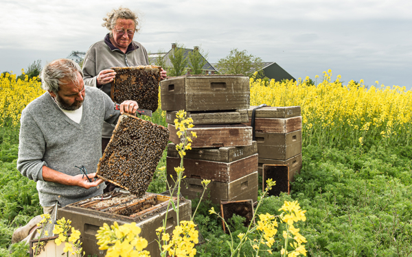 Een imker verzorgt zijn bijenvolken aan de rand van een akker met bloeiend koolzaad.
