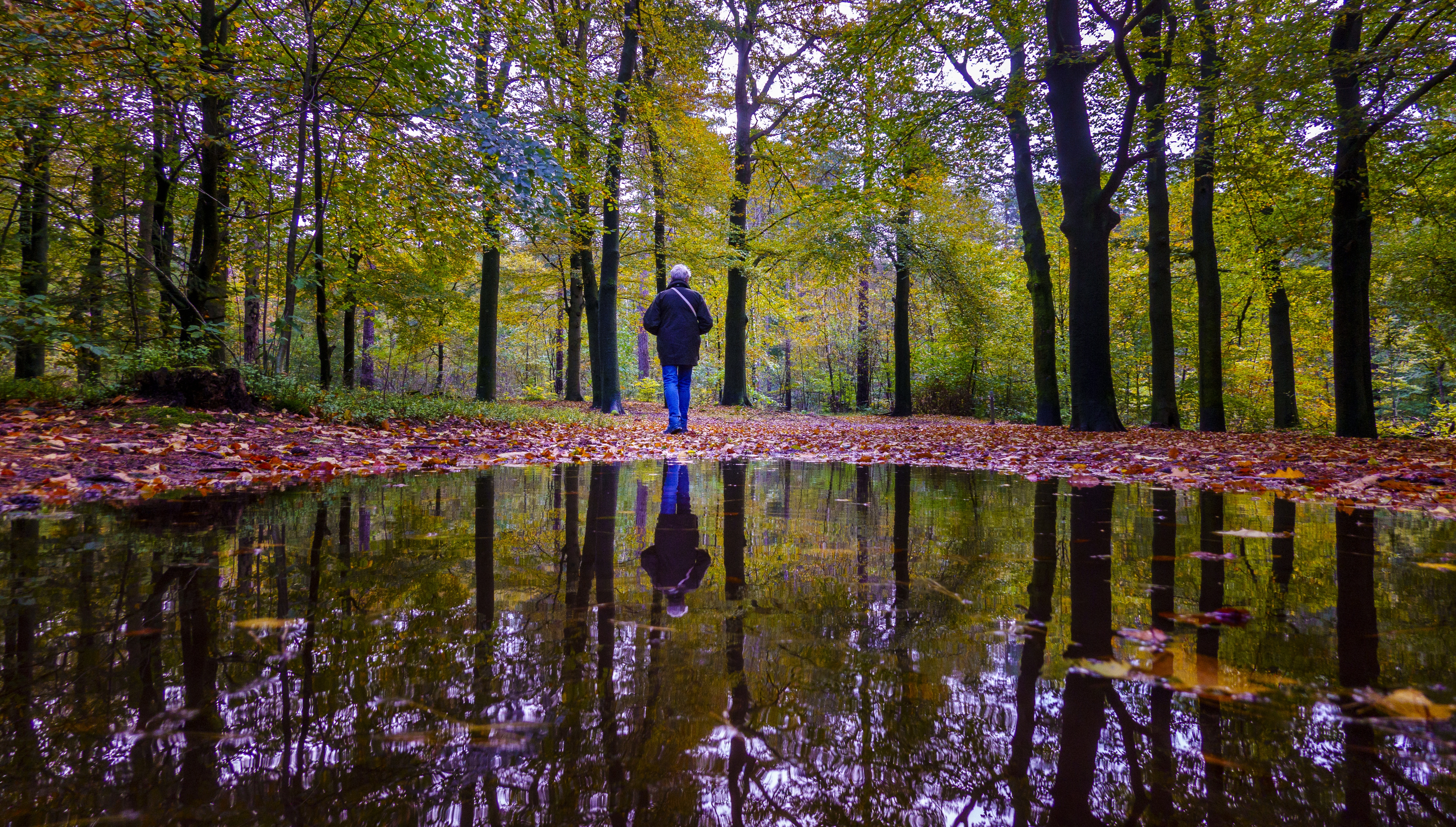 Persoon in herfstig bos met plas water op de voorgrond in Nederland.