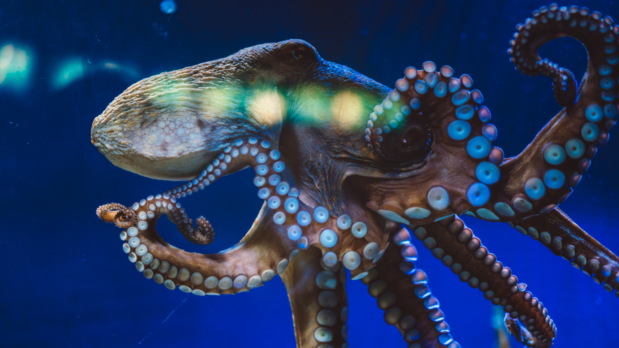 Een octopus in de oceaan.