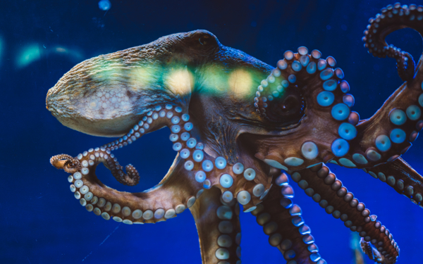 Een octopus in de oceaan.