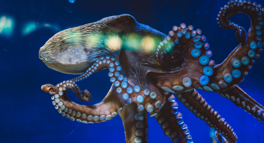 Een octopus in de oceaan.