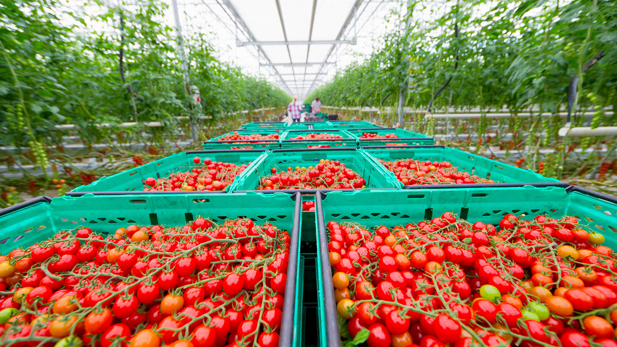Tomaten in kas