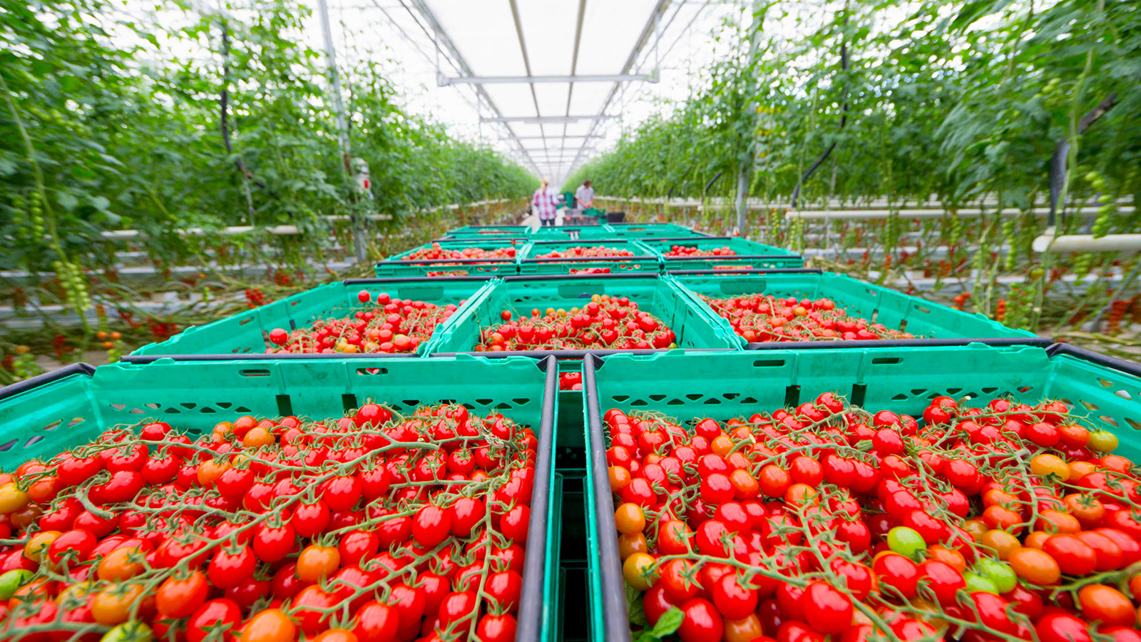 Tomaten in kas