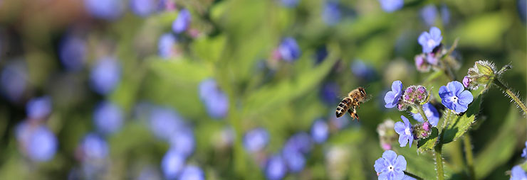 Bloem met bij - Duurzaamheid