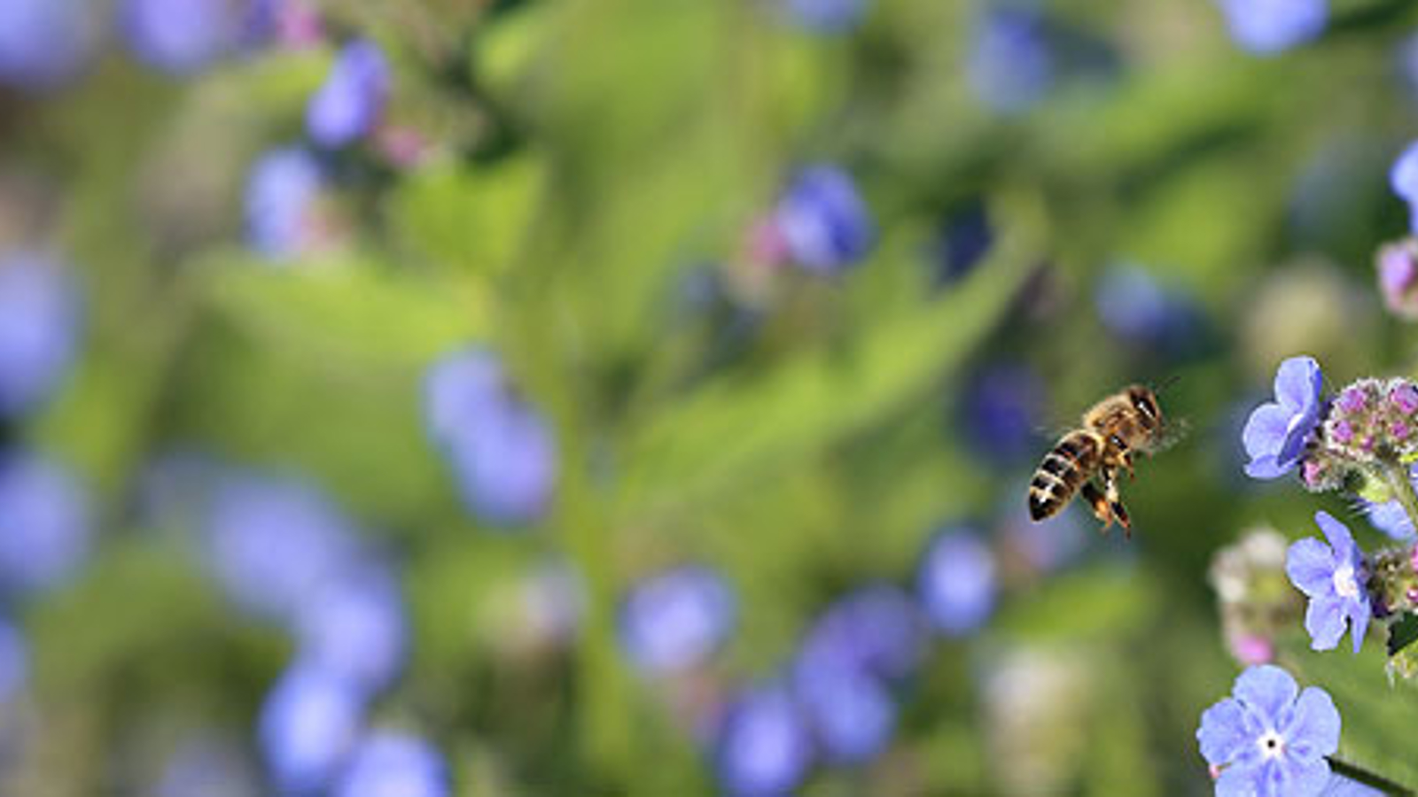 Bloem met bij - Duurzaamheid