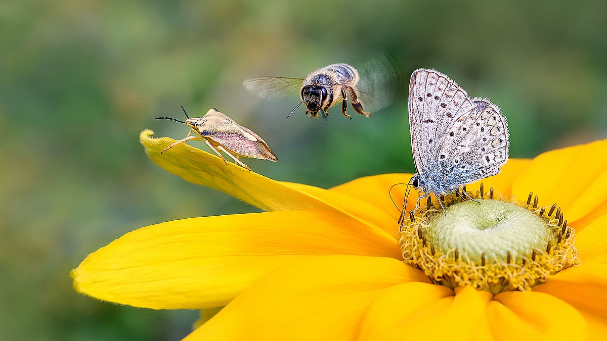 Gele bloem met bij en vlinder