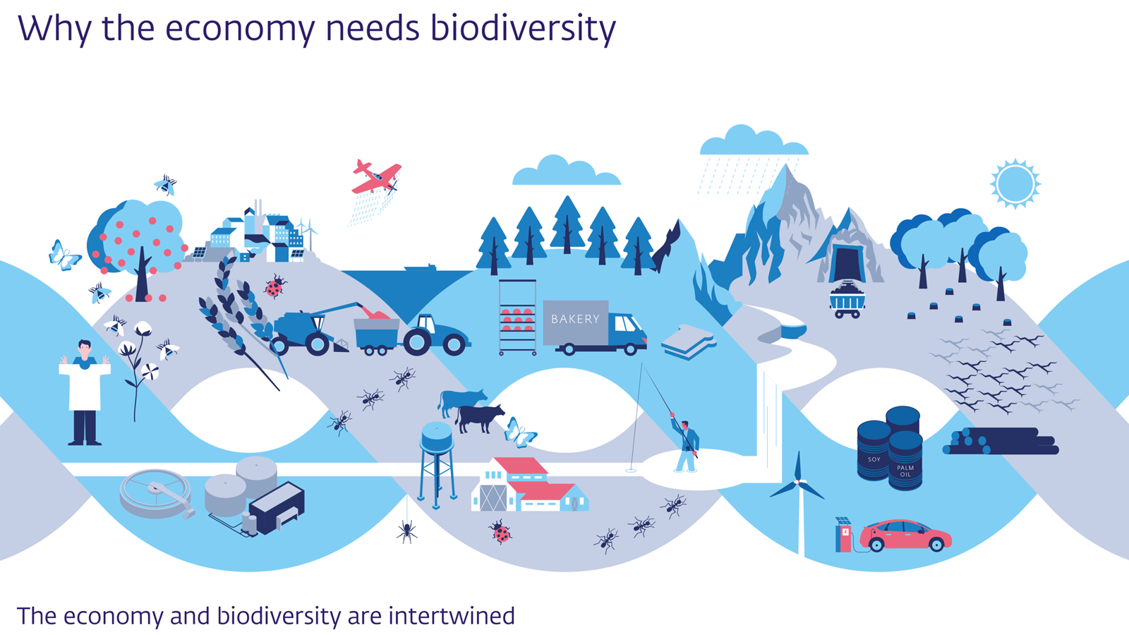 Infographic about biodiversity