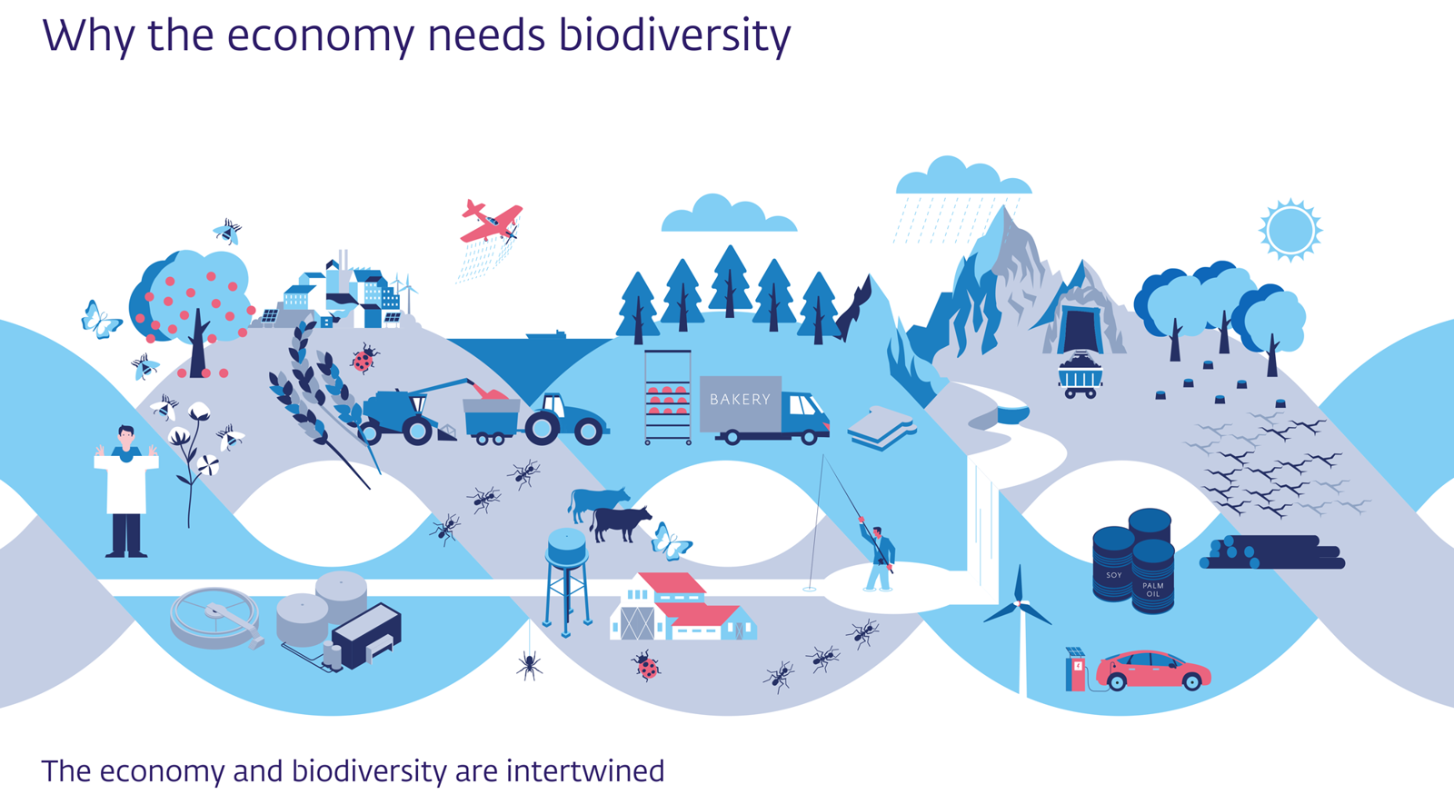 Infographic about biodiversity