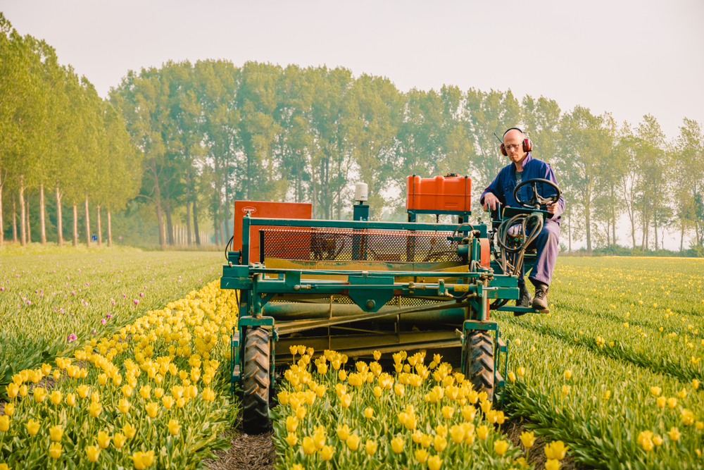 Man op machine in tulpenveld noordoostpolder Nederland