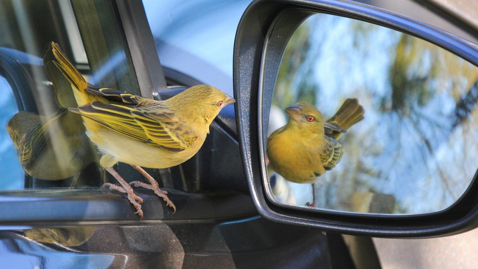 Vogel in spiegel