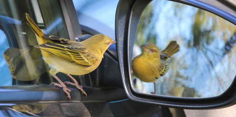 Vogel in spiegel