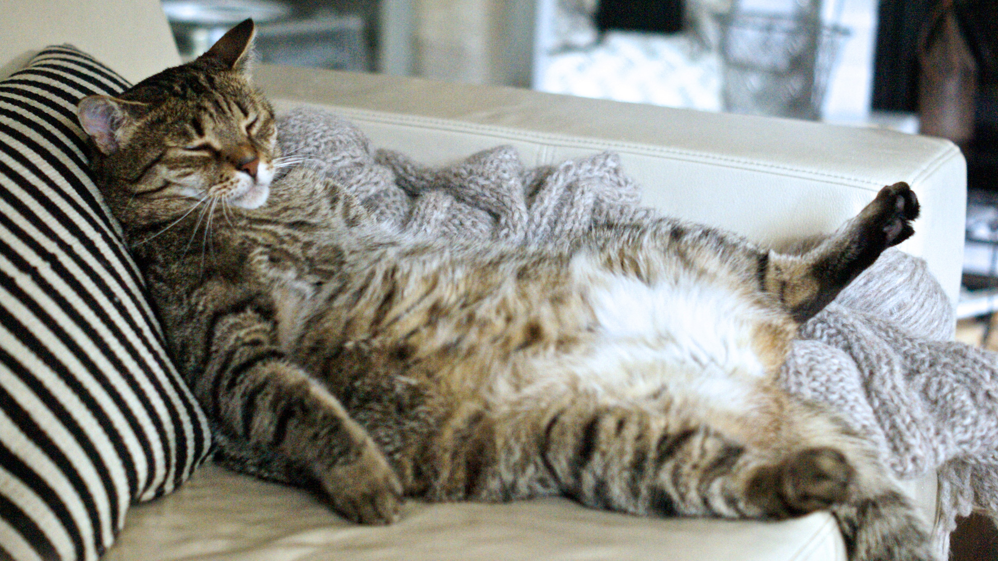 Kat op de bank