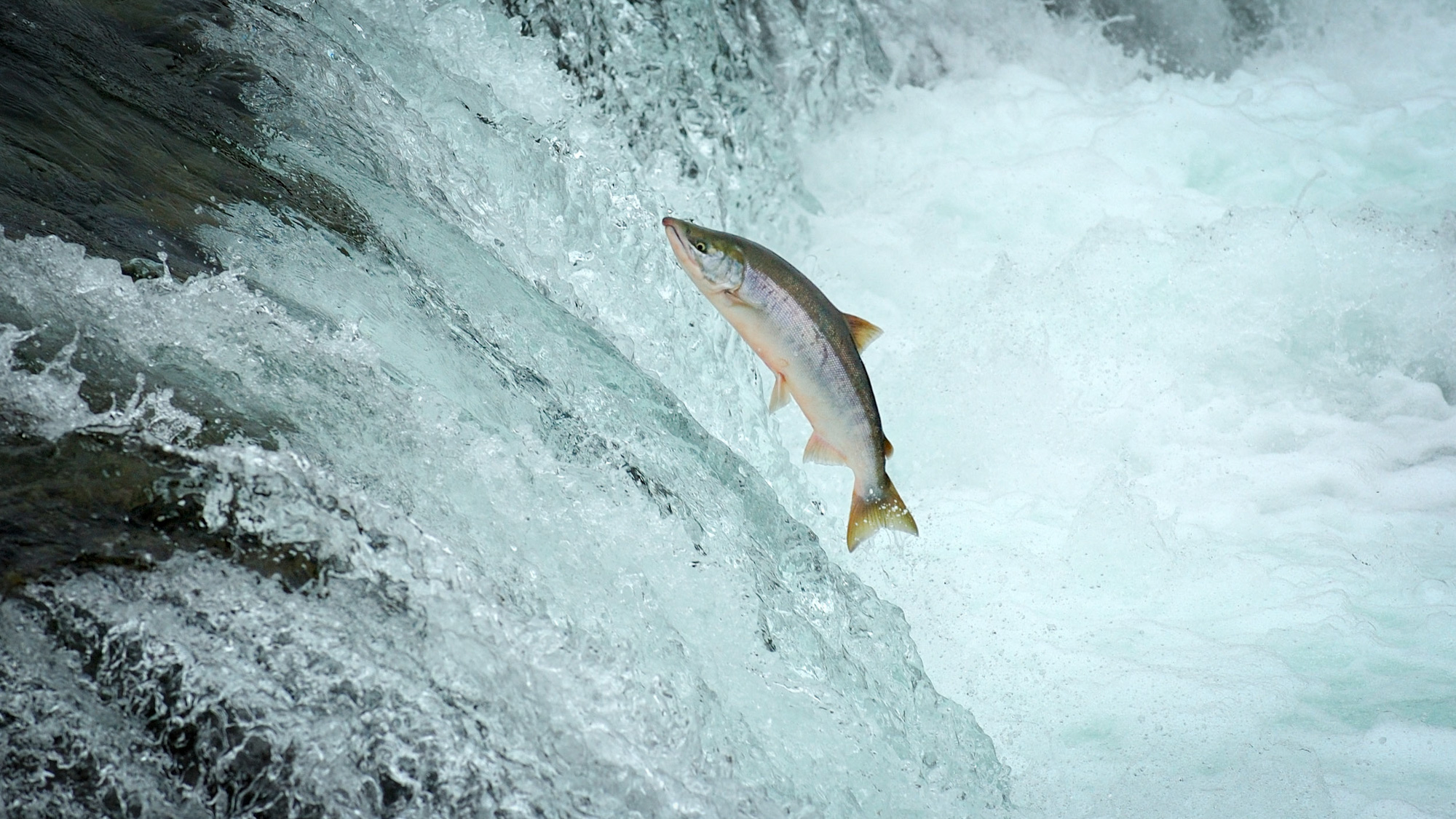Vis tegen de stroom inzwemmen