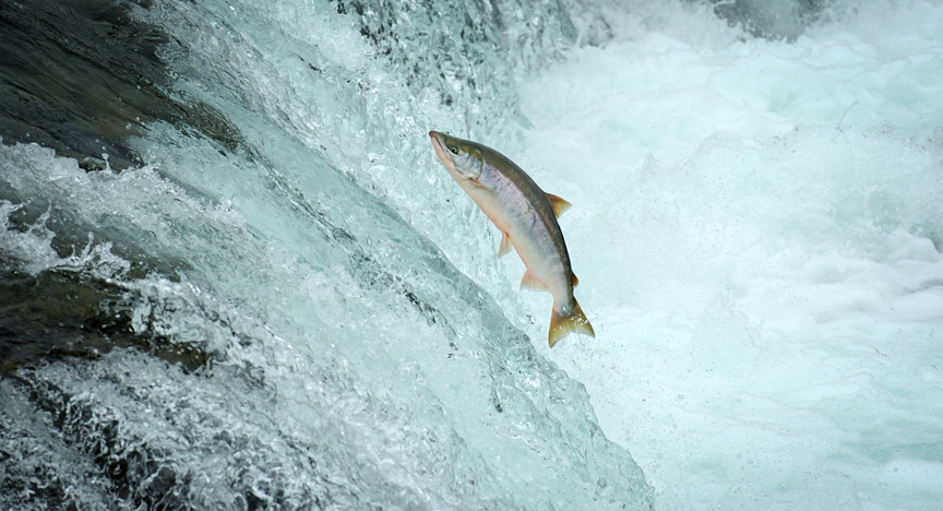 Vis tegen de stroom inzwemmen