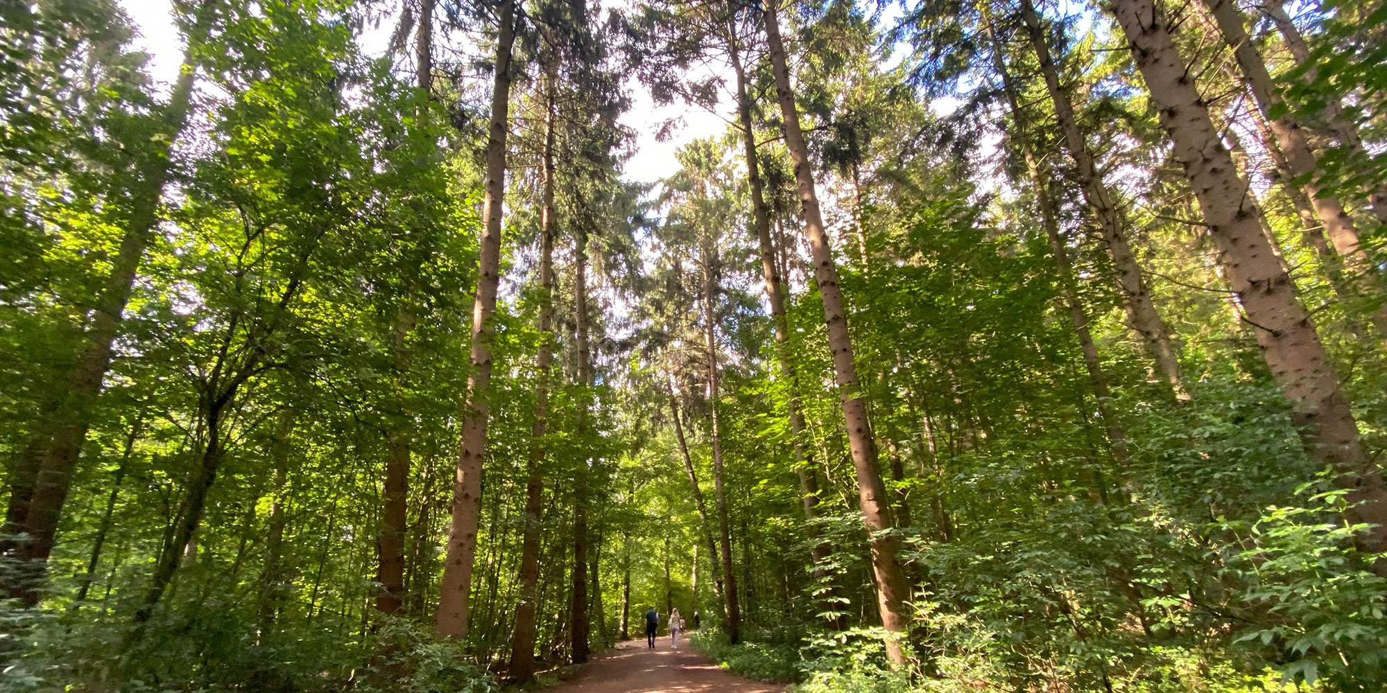 Een bos met veel bomen