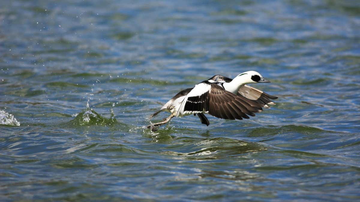 Vogelsoort 'Het Nonnetje' kom in de winter het Ijsselmeer/Markermeer overzwemmen.