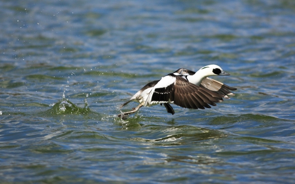 Vogelsoort 'Het Nonnetje' kom in de winter het Ijsselmeer/Markermeer overzwemmen.