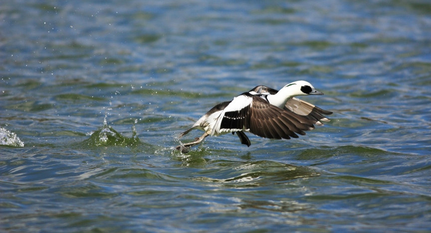 Vogelsoort 'Het Nonnetje' kom in de winter het Ijsselmeer/Markermeer overzwemmen.
