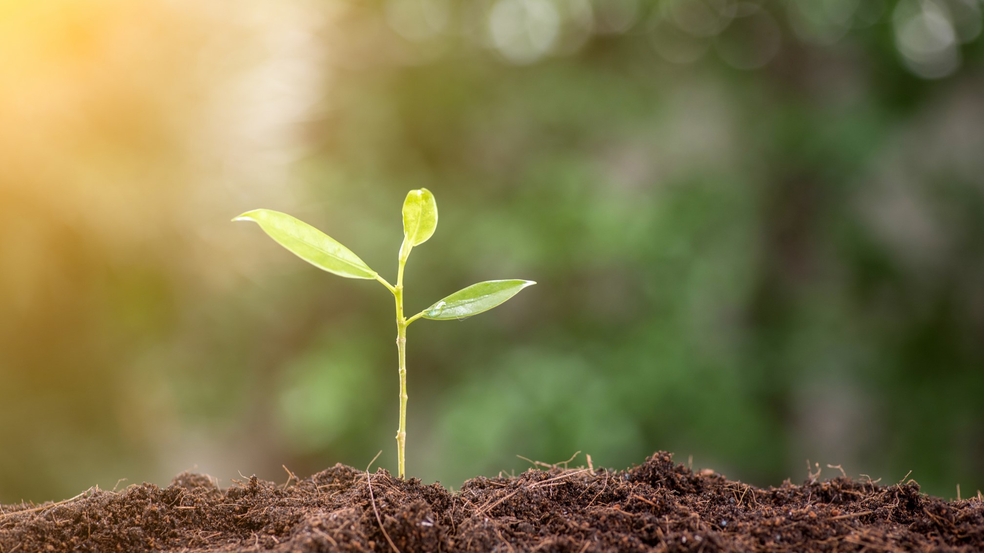 Biodiversiteit